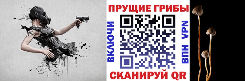 Псилоцибиновые грибы Psilocybe закладки Пудож